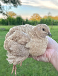 Coturnix Quail Eggs