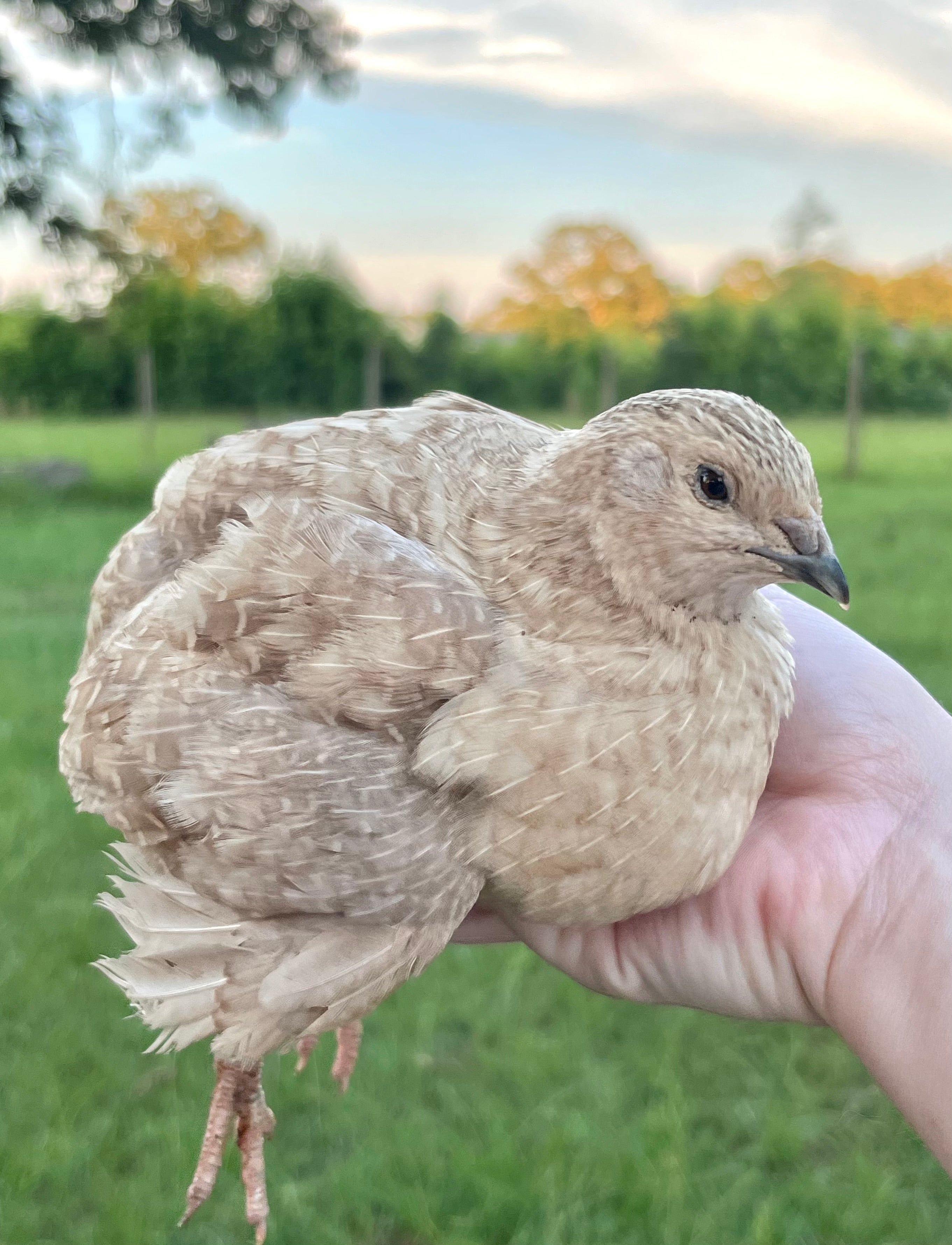 Coturnix Quail Eggs