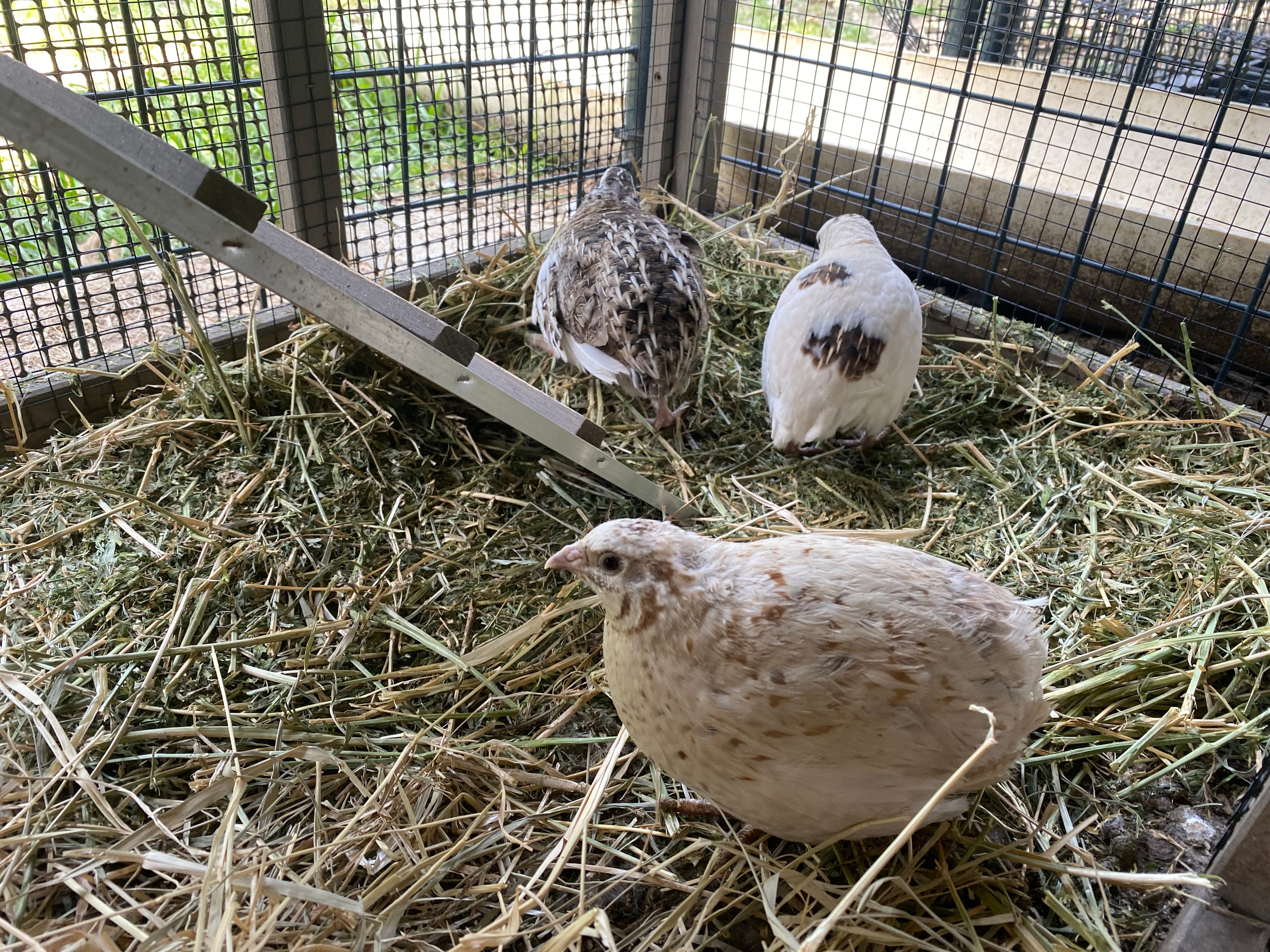 Coturnix Quail Eggs