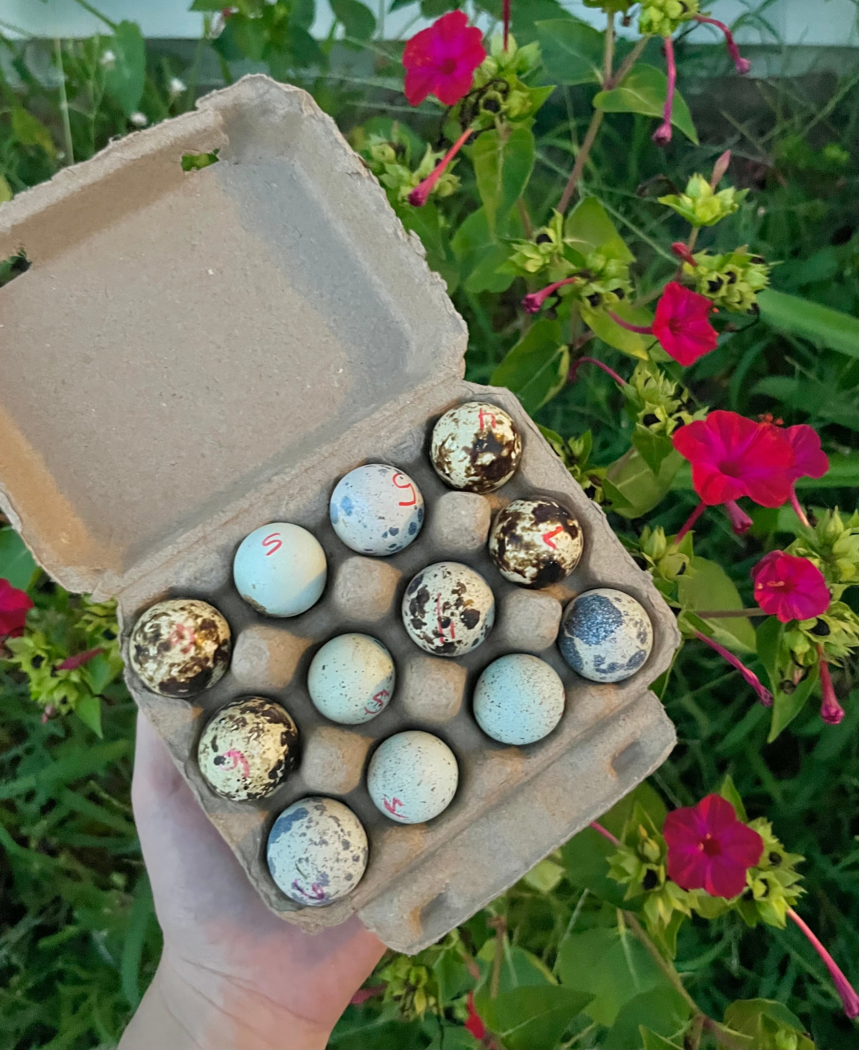 Coturnix Quail Eggs
