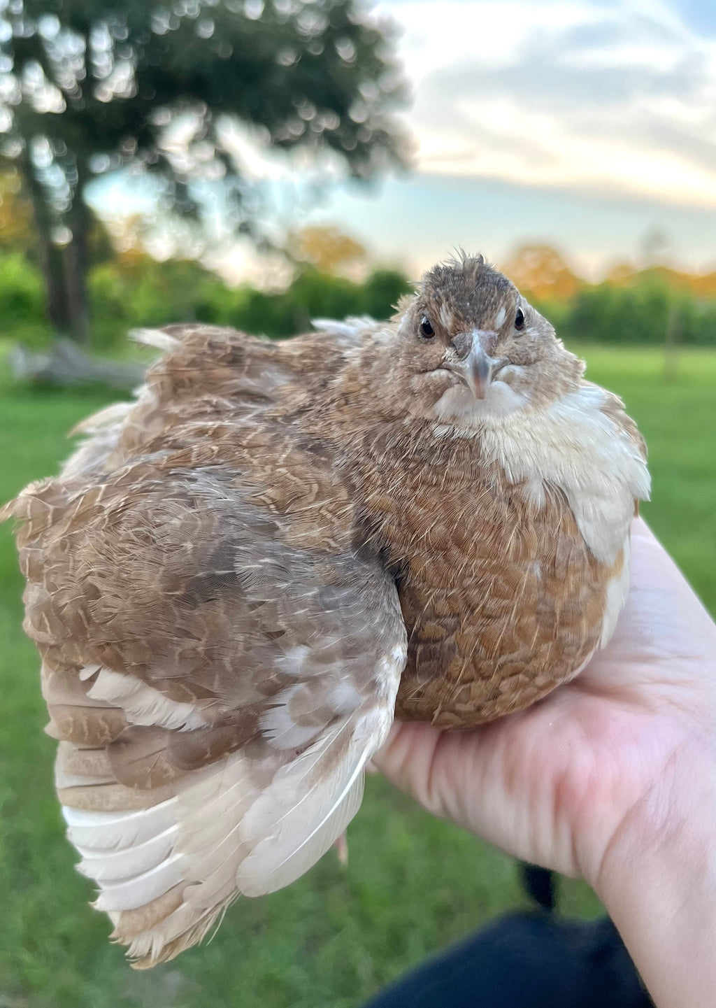 Coturnix Quail Eggs