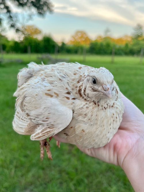 Coturnix Quail Eggs