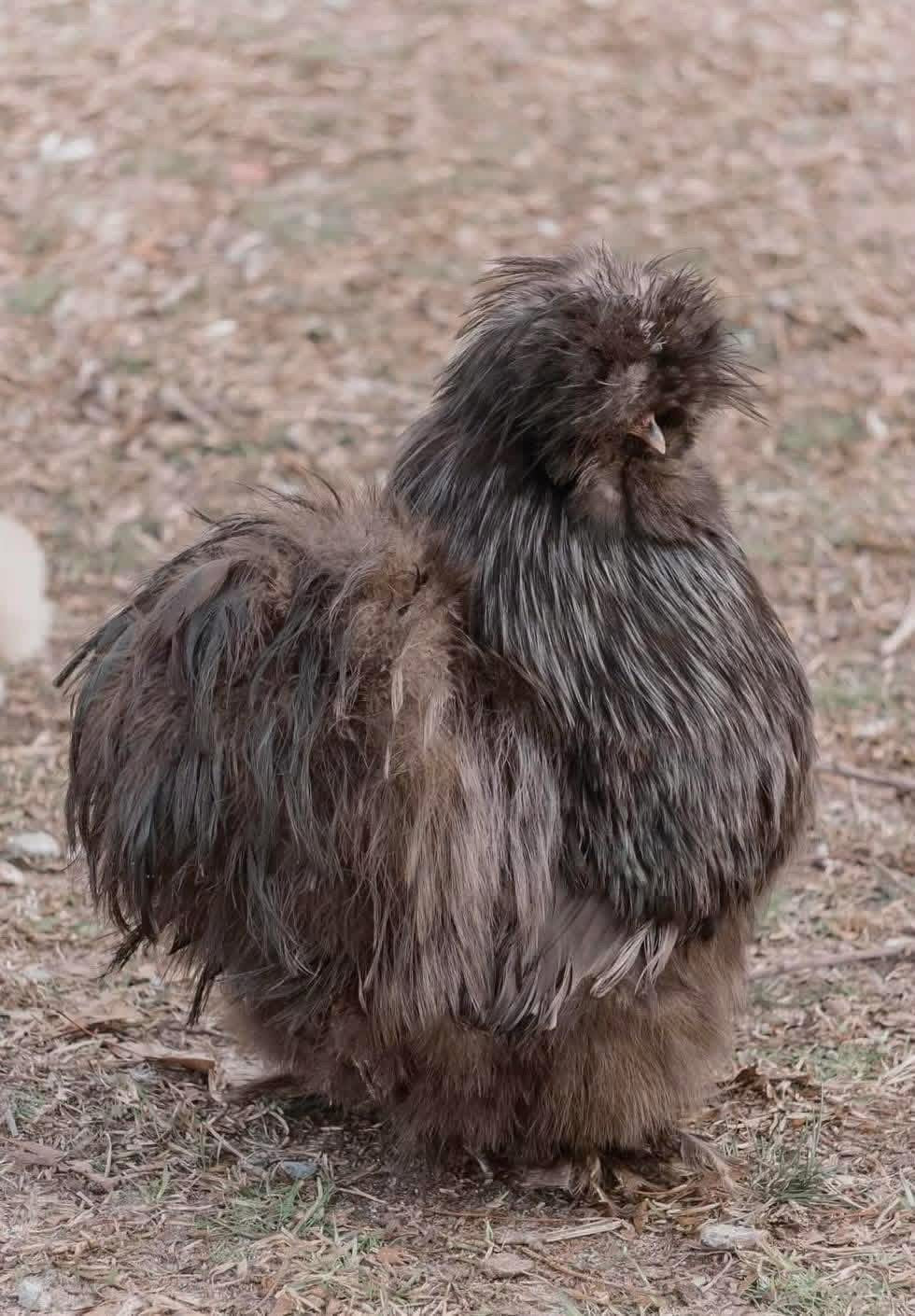 Black Mottled Silkie Eggs