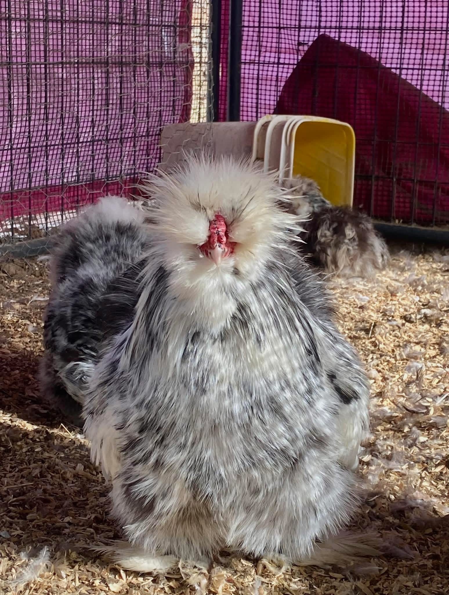 Black Mottled Silkie Eggs