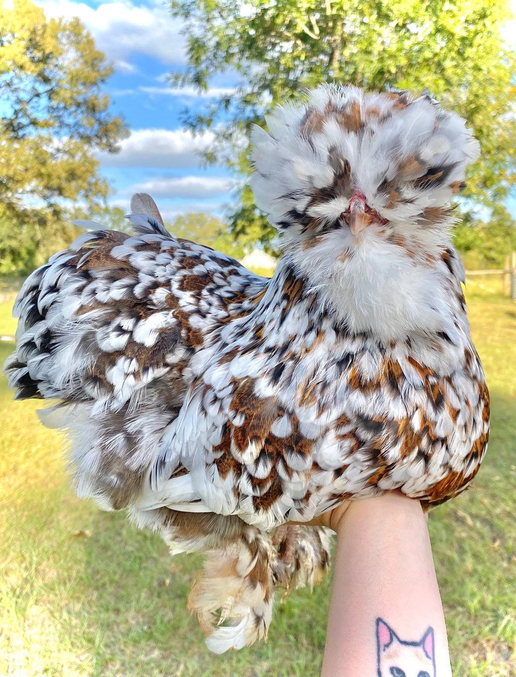 Mille Silkie/Satin Eggs (Fun Pen)