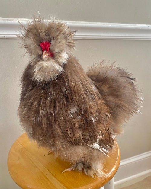 Chocolate/Mauve Mottled Silkie Eggs