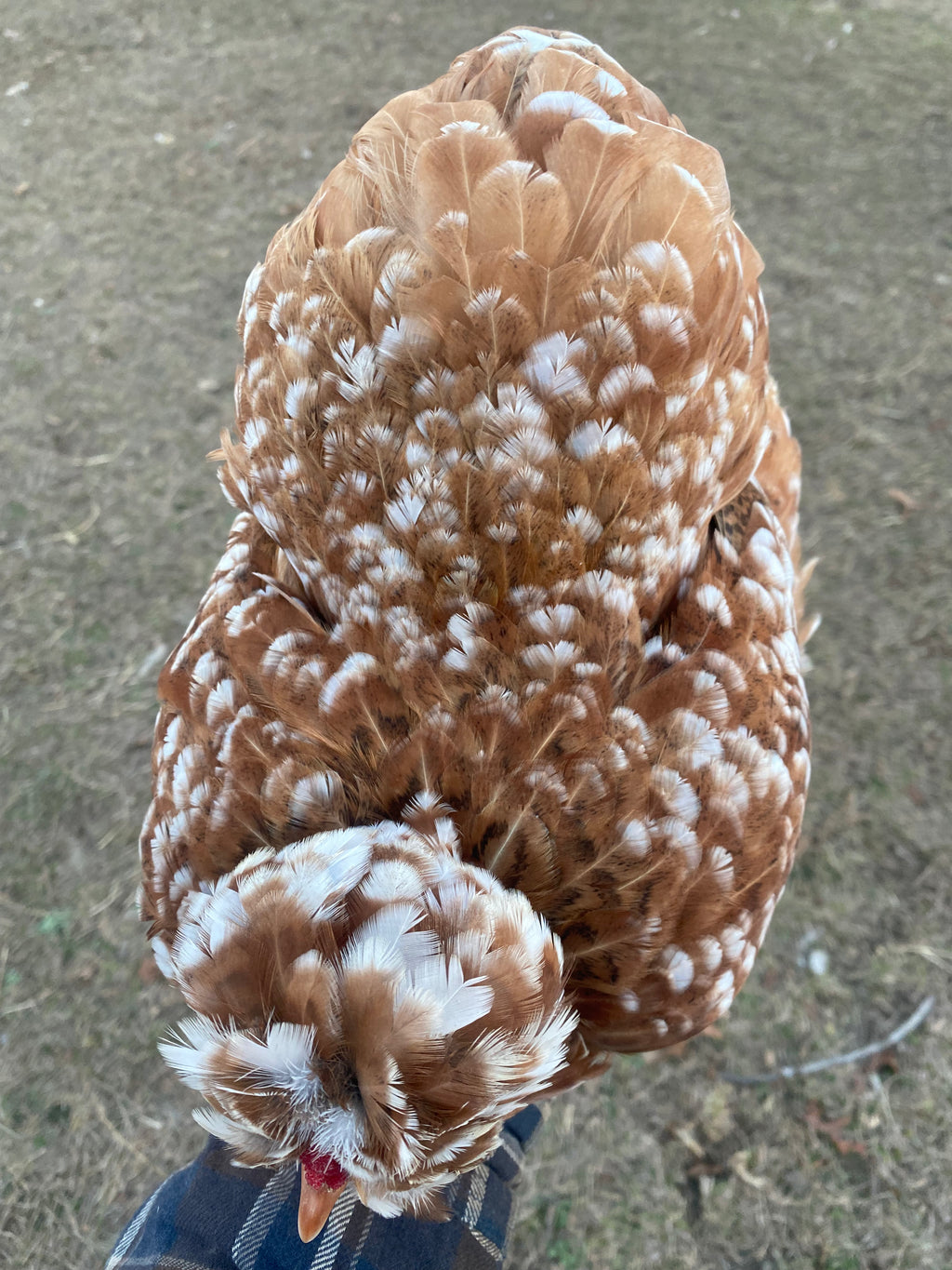 Mille Silkie/Satin Eggs (Fun Pen)