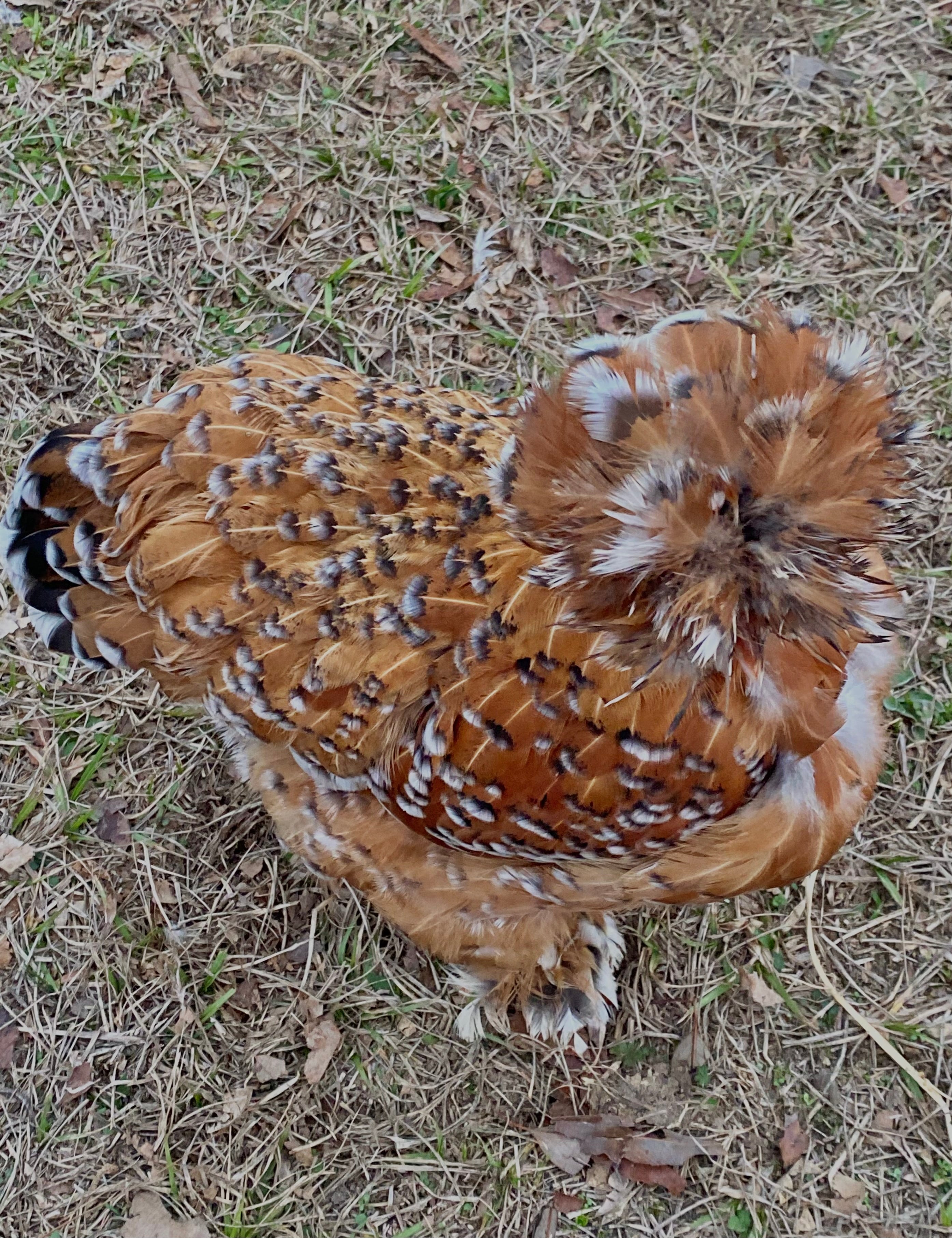 Mille Silkie/Satin Eggs (Fun Pen)