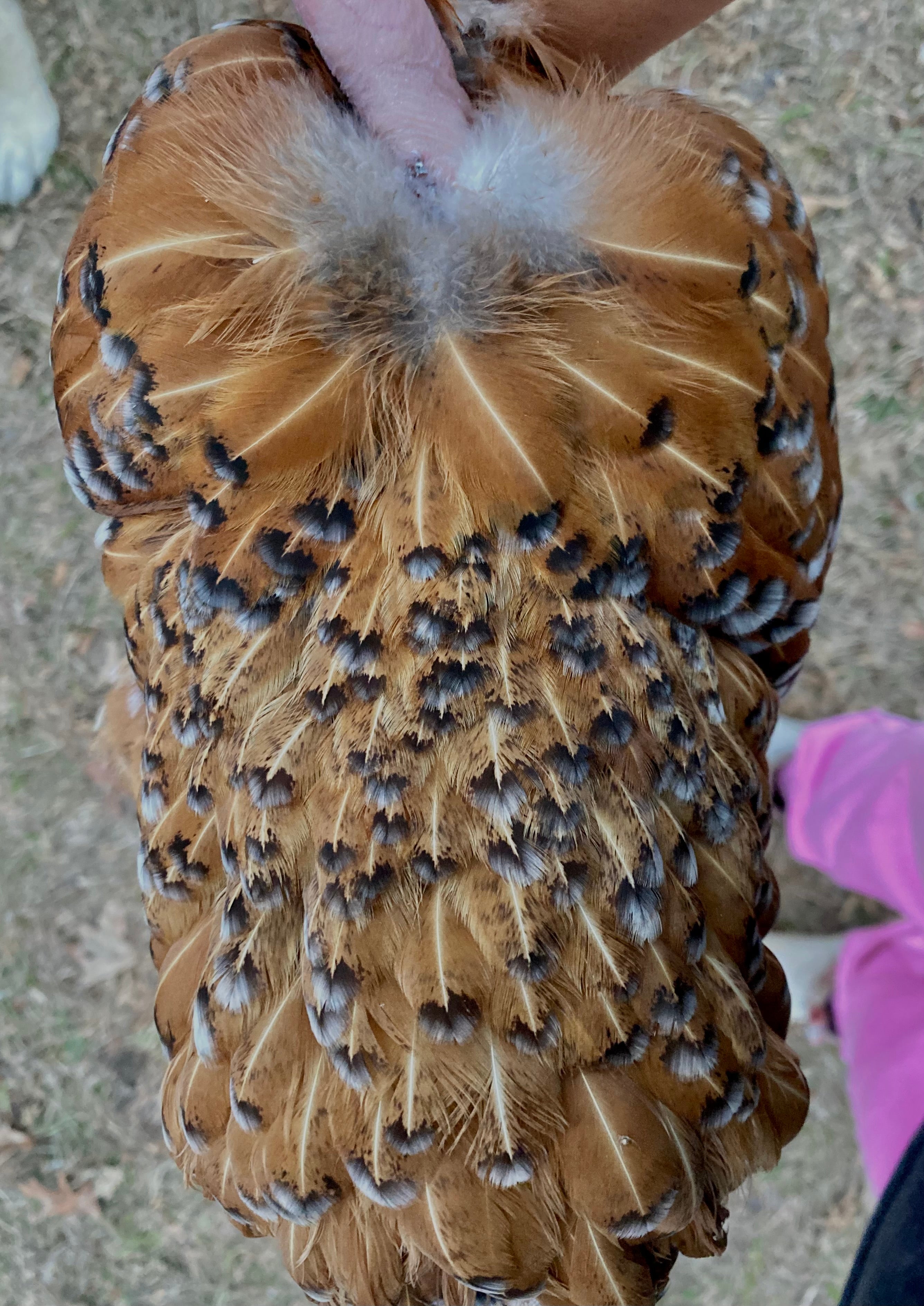 Mille Silkie/Satin Eggs (Fun Pen)