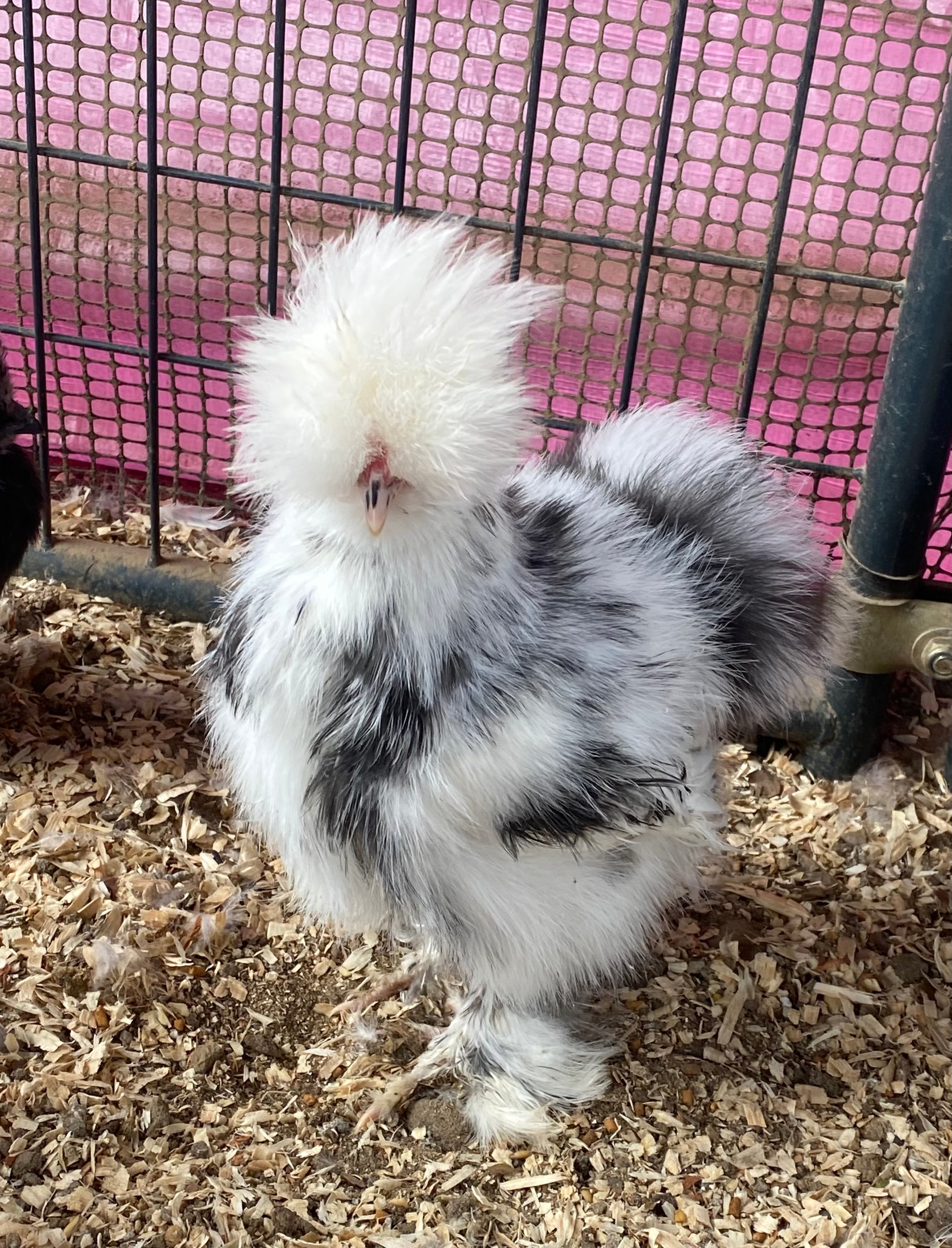 Black Mottled Silkie Eggs