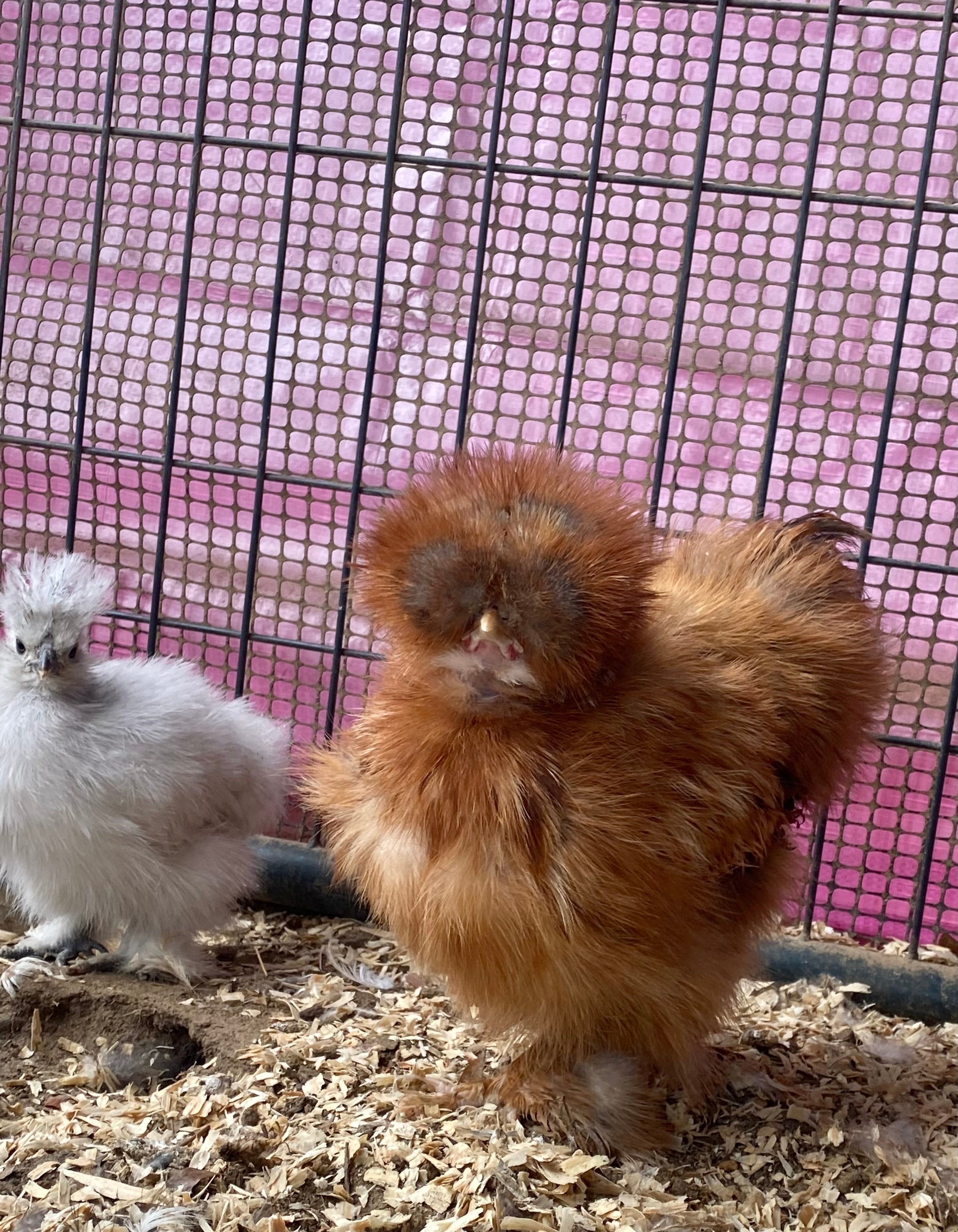 Mille Silkie/Satin Eggs (Fun Pen)