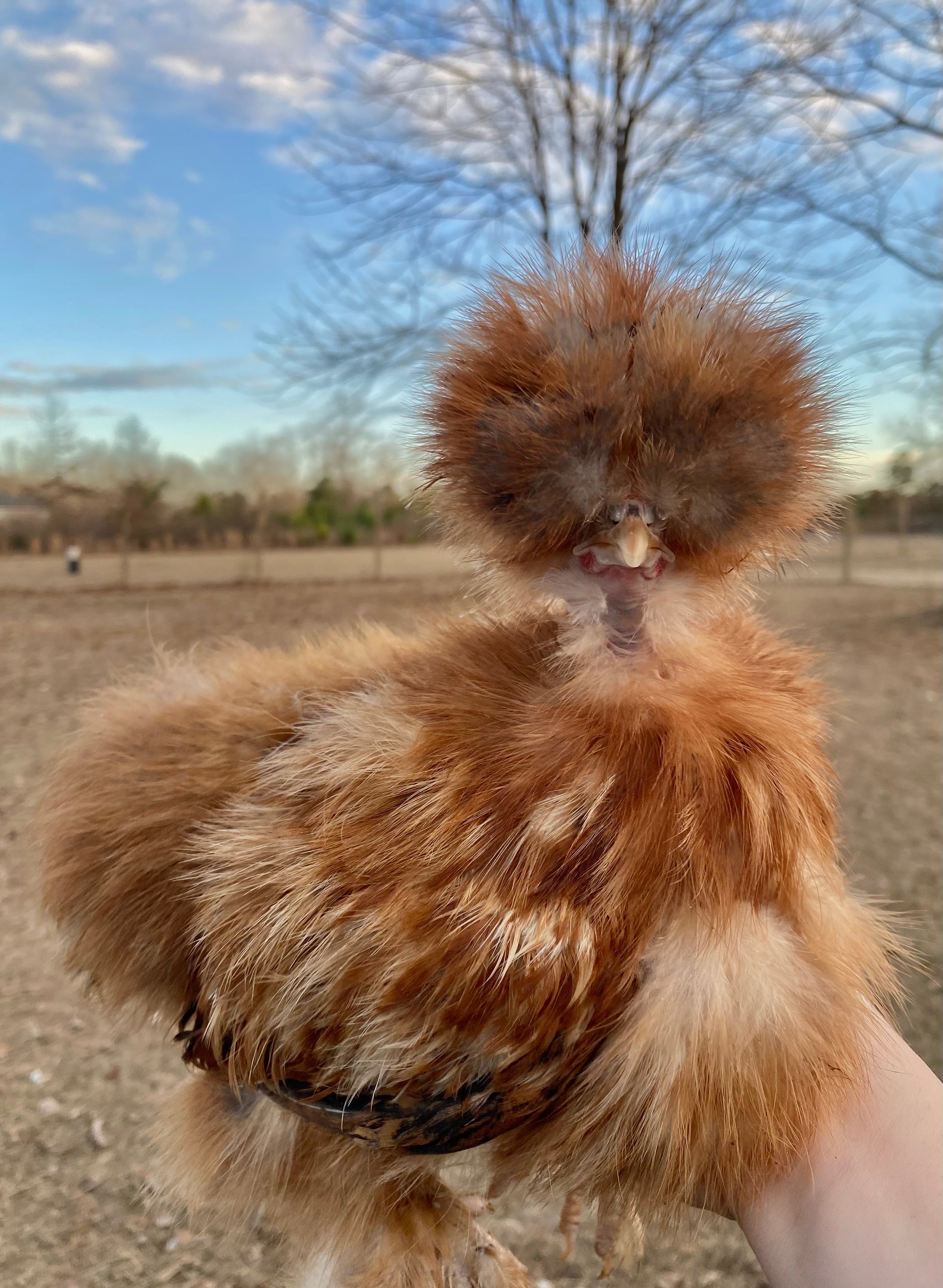 Mille Silkie/Satin Eggs (Fun Pen)