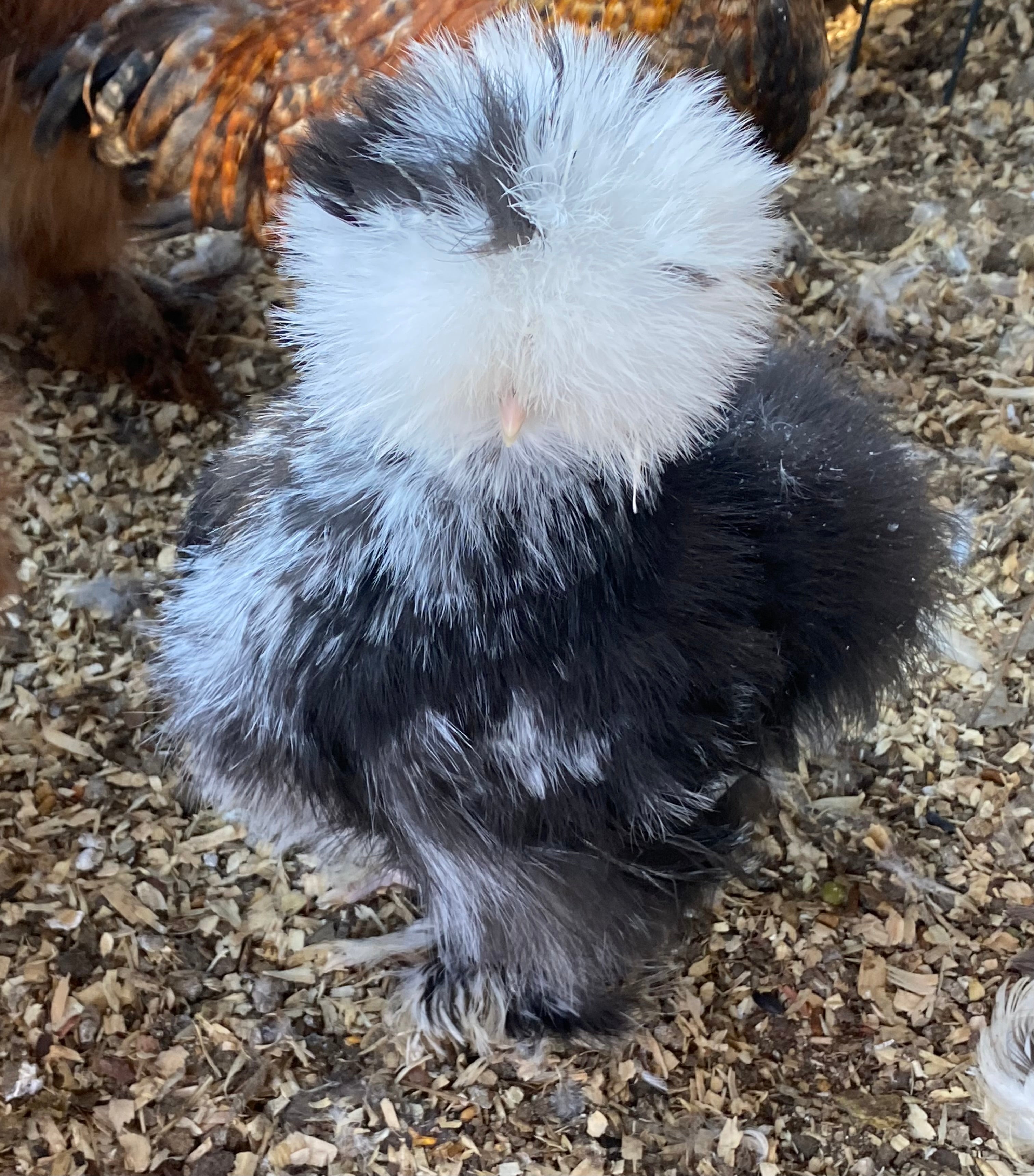 Black Mottled Silkie Eggs