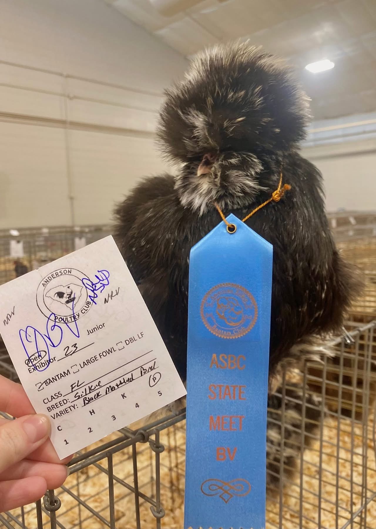 Black Mottled Silkie Eggs