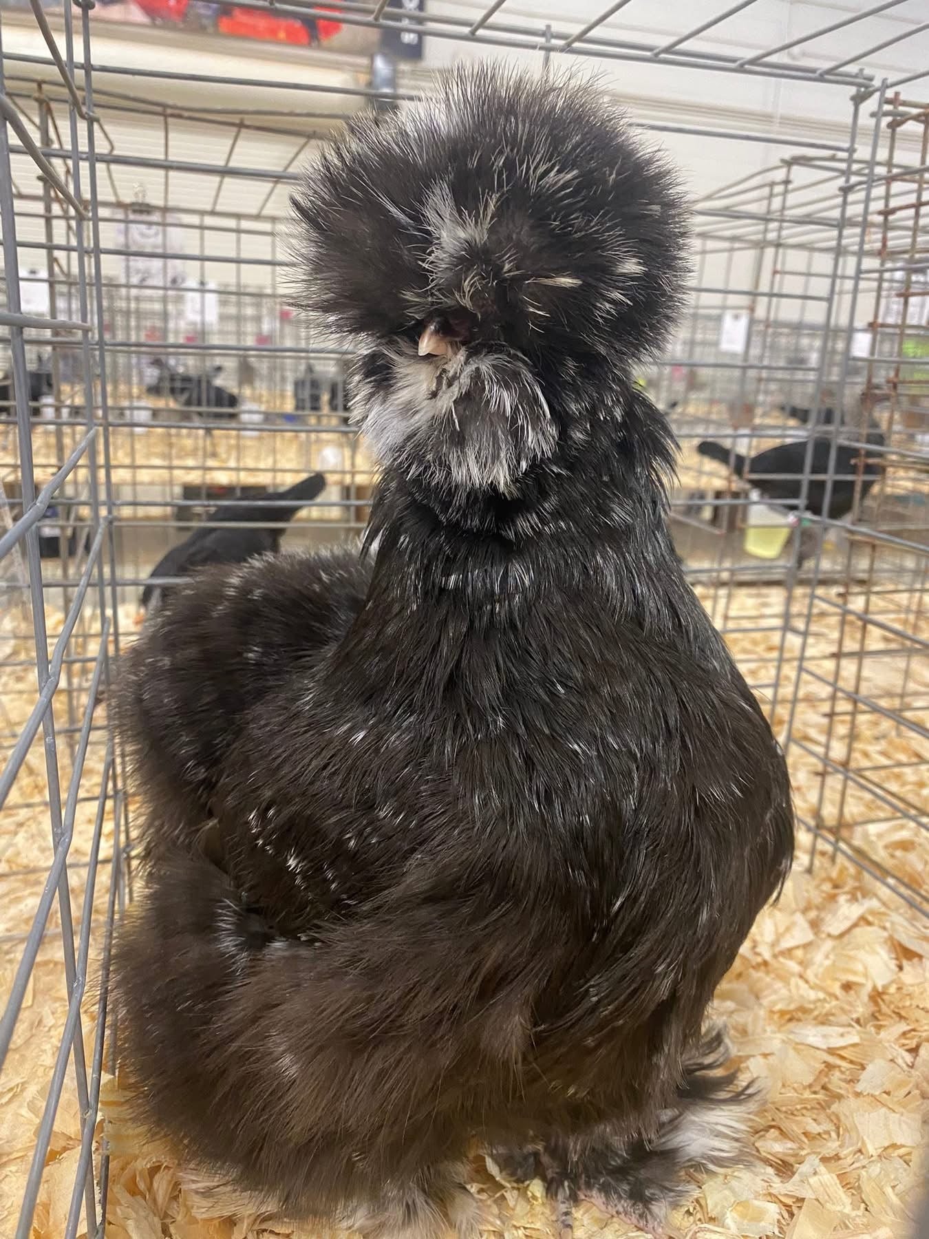 Black Mottled Silkie Eggs