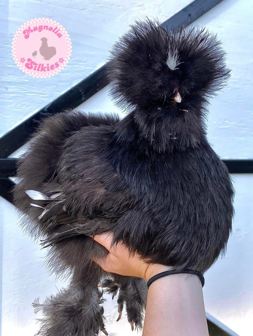 Black Mottled Silkie Eggs