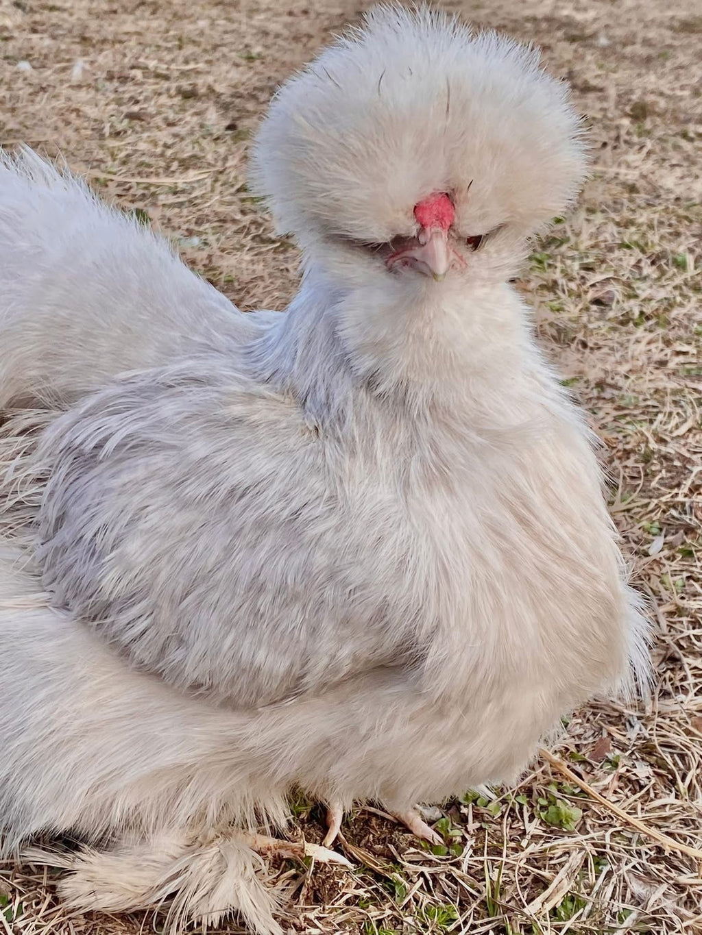 Lavender Cuckoo Silkie Eggs
