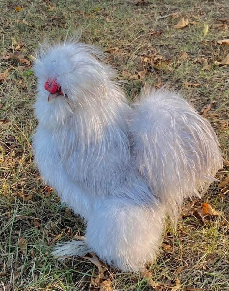 Lavender Cuckoo Silkie Eggs
