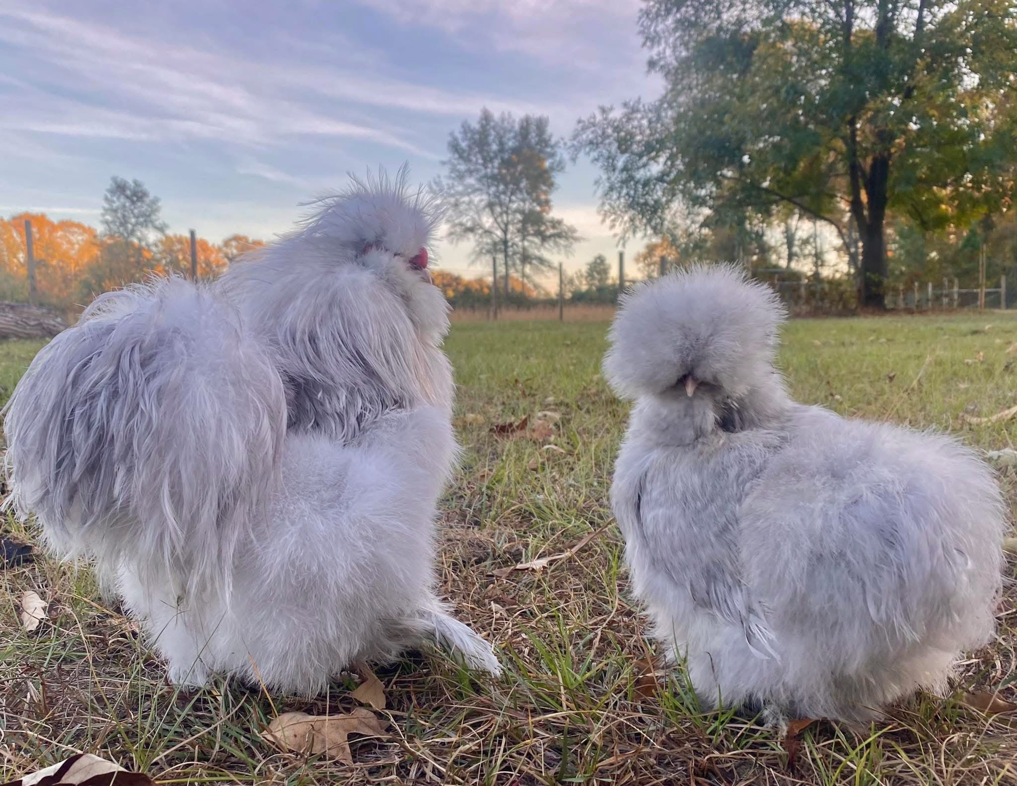 Lavender Cuckoo Silkie Eggs