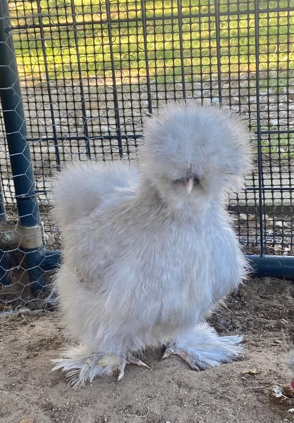 Lavender Cuckoo Silkie Eggs