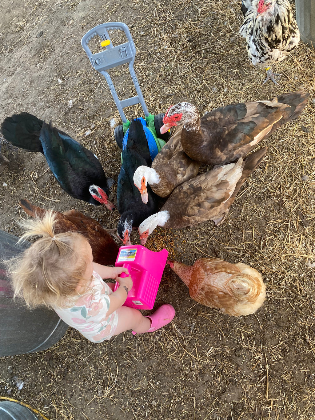Muscovy Duck Hatching Eggs