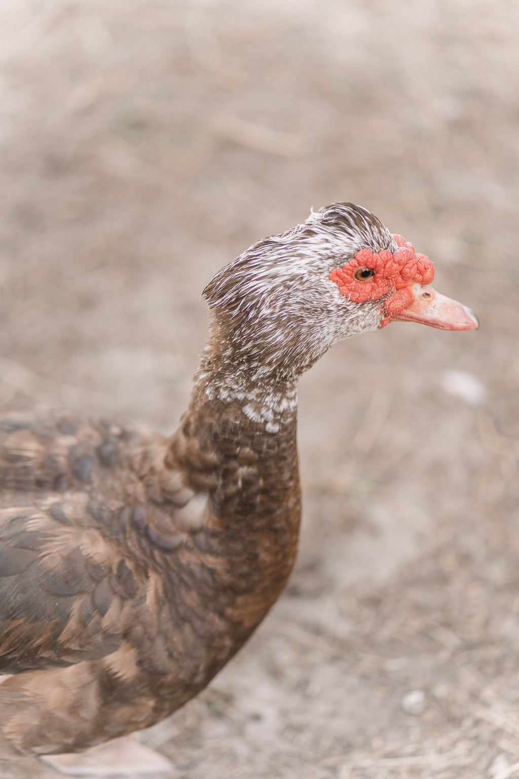 Muscovy Duck Hatching Eggs