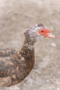 Muscovy Duck Hatching Eggs
