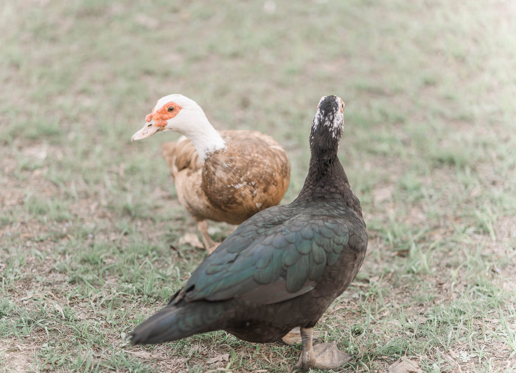 Muscovy Duck Hatching Eggs