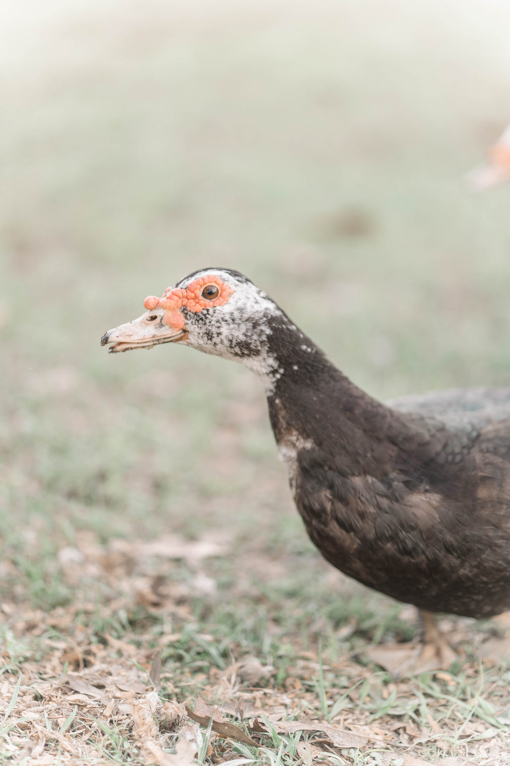 Muscovy Duck Hatching Eggs