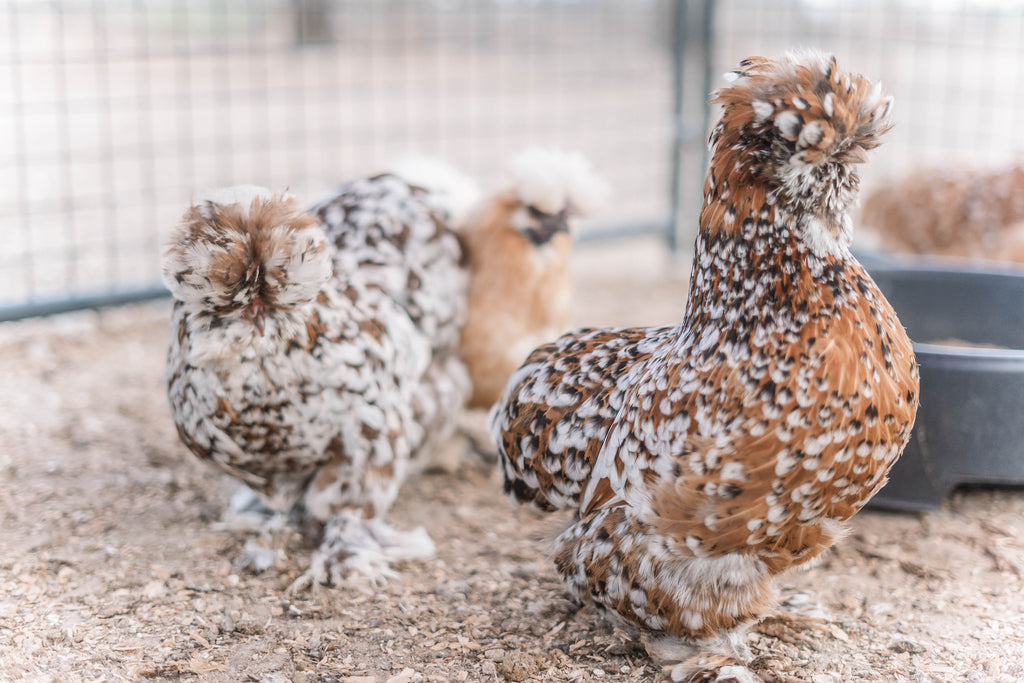 Mille Silkie/Satin Eggs (Fun Pen)