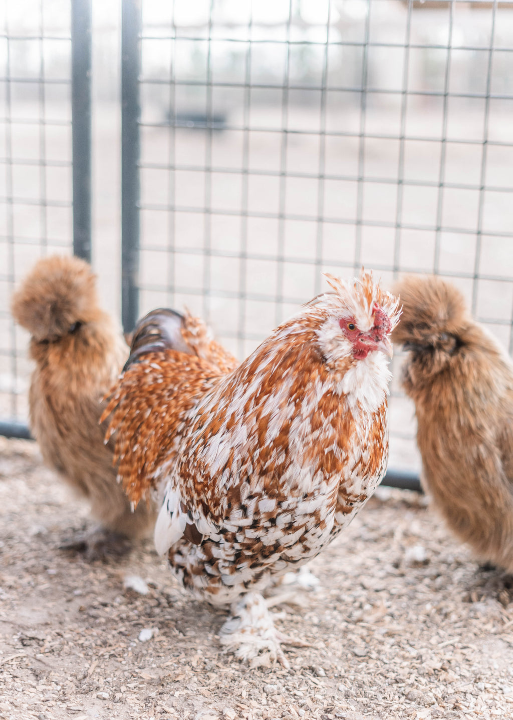 Mille Silkie/Satin Eggs (Fun Pen)