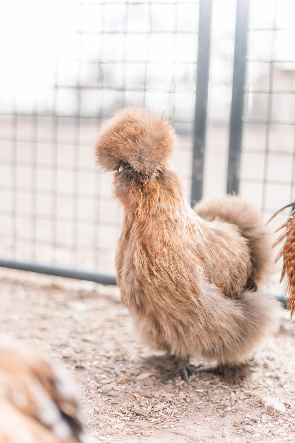 Mille Silkie/Satin Eggs (Fun Pen)