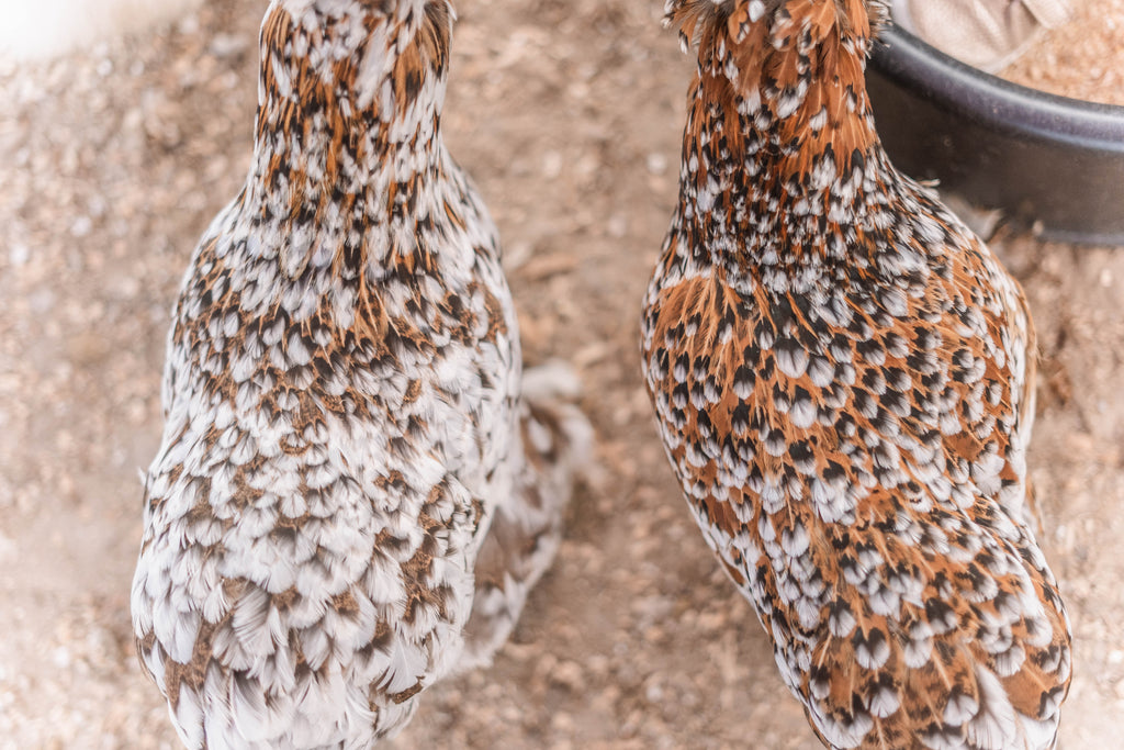Mille Silkie/Satin Eggs (Fun Pen)