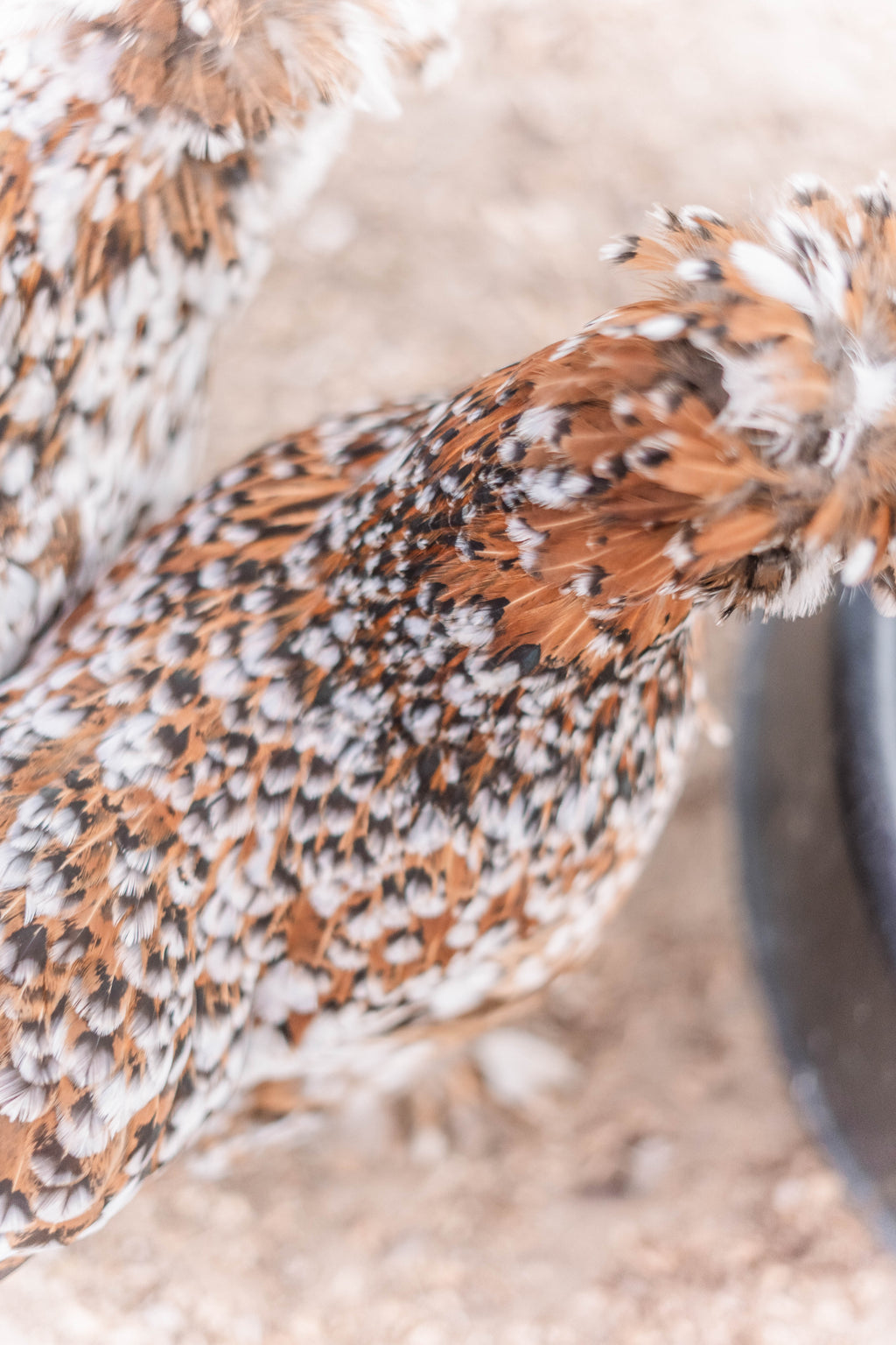 Mille Silkie/Satin Eggs (Fun Pen)