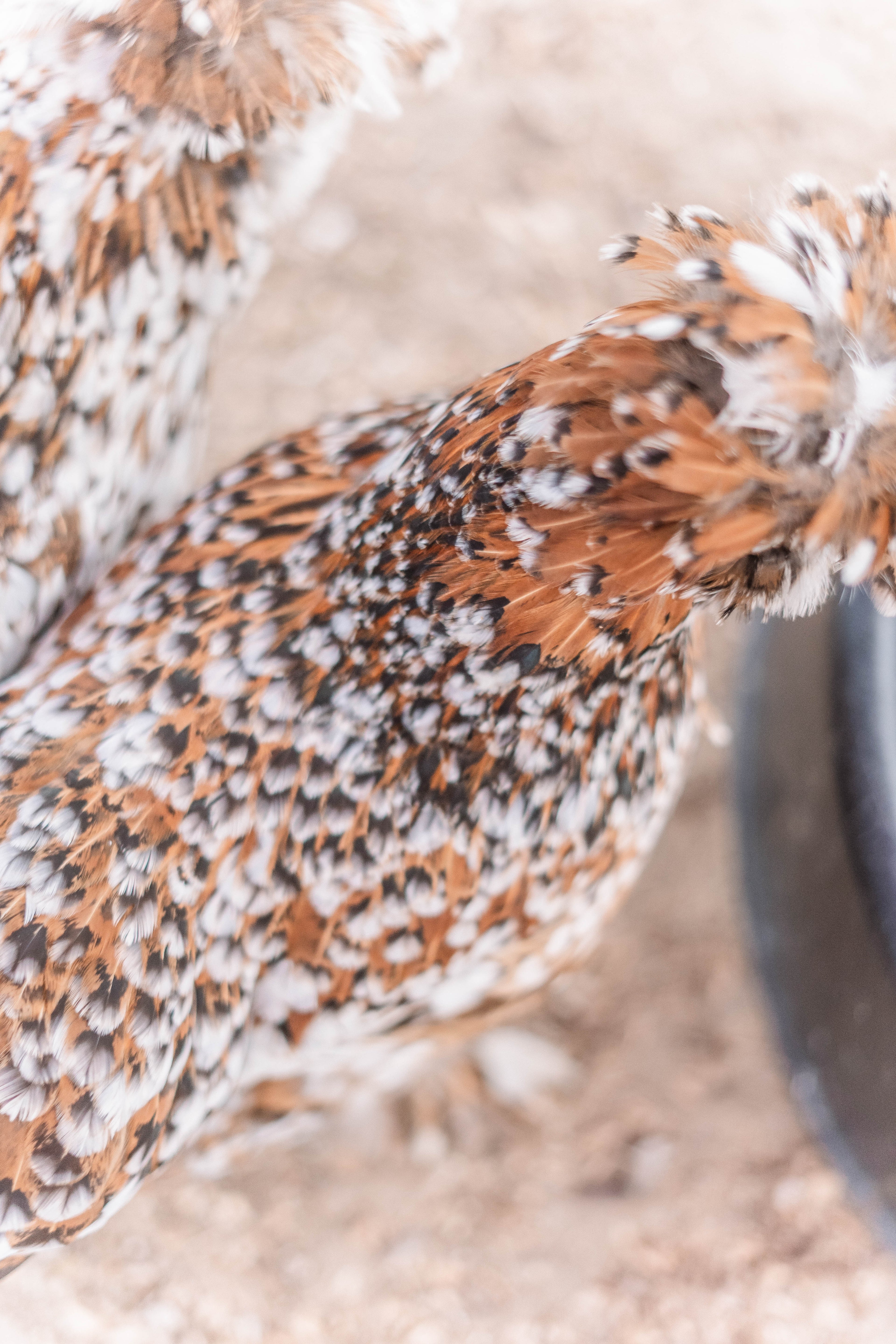 Mille Silkie/Satin Eggs (Fun Pen)